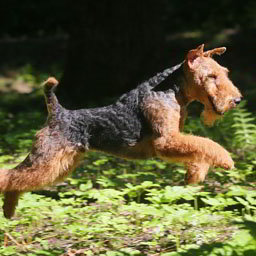 velsh terier